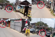 HEBOH, Sapi Kurban di Palembang Lepas Lagi, Seruduk Warga Menuju Jembatan Musi IV Palembang 