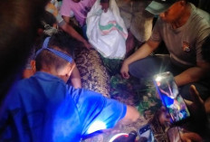Ular Piton 7 Meter Telan Warga di Kepulauan Sula