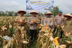 Kapolres Ogan Ilir Panen Raya Jagung di Desa Lorok, Dukung Program Ketahanan Pangan Nasional