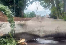 Angin Kencang Tumbangkan Pohon Kapuk di Jalan Protokol depan Kantor Kelurahan Sidakersa