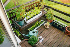 Berkebun di Balkon Rumah untuk Lahan Sempit Bisa Tanaman Apa! 