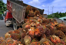 Alhamdulillah Harga TBS Sawit Plasma di Sini Naik, Tertinggi Capai Rp 3.563,62 per Kg, Ini Daftarnya