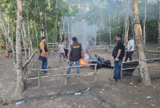 Polres OKI Selidiki Dugaan Perjudian Sabung Ayam di Pematang Panggang Mesuji