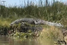 Buaya Raksasa Muncul di Sungai Monodon Sidoarjo, Warga Diminta Waspada