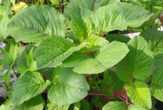 Cara Menanam Sayur Bayam di Pot agar Tumbuh Subur dan Panen Lebih Cepat