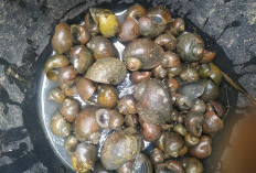 10 Cara Membuat Pakan Alternatif Ikan Lele, Trik Menghemat Biaya Produksi