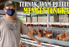Cara Beternak Ayam Petelur untuk Pemula, Bisa Jadi Usaha Rumahan Hasil Menjanjikan