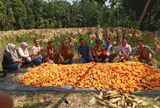 1 Ton Jagung Pipil Berkualitas Terbaik Dipanen Polsek Tanjung Raja Ogan Ilir, Dukung Program Ketahanan Pangan