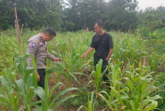 Lahan Tidur di Desa Air Enau Rambang Niru Sulap Jadi Sumber Cuan Tambahan Bagi Petani