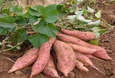 Cara Menanam Ubi Jalar: Cocok Ditanam Di Pekarangan Rumah