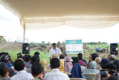 Gubernur Sumsel Tinjau Lahan Cetak Sawah di OKI, Kodim OKI Siap Dukung Program Ketahanan Pangan