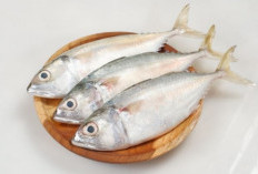 Ini Manfaat Luar Biasa Protein Hewani Ikan Kembung Setara Ikan Salmon