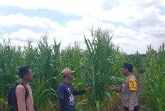 Polsek Gelumbang Muara Enim Dorong Pemanfaatan Lahan Produktif