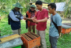 Cara Budidaya Lebah Madu di Rumah, Mudah dan Menguntungkan, Berikut Langkah-Langkahnya