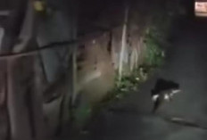Warga SU II Palembang Heboh Kemunculan Buaya Malam Hari, Disebut Kambang Buayo Hubungi Damkar