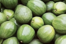 Cara Membuat Alpukat Kocok: Minuman Segar dan Bergizi 