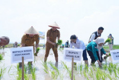 Bupati Ogan Ilir Pimpin Gerakan Tanam Padi Menyongsong Tantangan Iklim El Nino Nasional