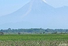 Gunung Semeru Erupsi, Tinggi Kolom Abu Mencapai 700 Meter