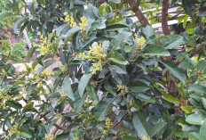 5 Teknik Ini Bisa Bikin Pohon Alpukat Cepat Muncul Bunga
