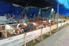 Pedagang Hewan Kurban Iduladha Mulai Bermunculan, Kambing Dijual Rp3 juta