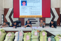 Geger Sumsel! Ladang Ganja 20 Hektare di Empat Lawang Digerebek, Jaringan Hingga Jawa Terbongkar