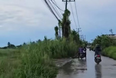 Ilalang Setinggi Kabel Listik Ganggu Pandangan, Warga Lapor Akun Wako Wawako Palembang, Peran Lurah Camat?
