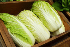 Cara Menanam Sayur Sawi Putih di Polybag, Cocok untuk Pemula yang Ingin Mulai Berkebun