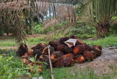 Petani Sawit di OKI Bakal Dibuat Kelompok dan Kerjasama dengan Perusahaan sebagai Mitra 
