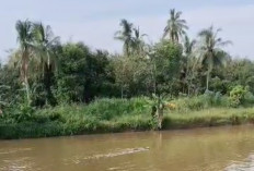 Tali Lepas, Sapi Kurban Lari Hanyut di Sungai Komering OKI hingga ke Desa Tetangga