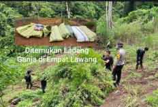 WAW, Massa Bersenjata Tajam Hadang Polisi Saat Gerebek Ladang Ganja Empat Lawang
