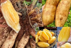 7 Kunci Sukses Merawat Tanaman Yakon agar Umbi Lebat, Manis, dan Terhindar dari Busuk Akar