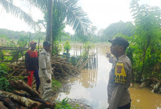 Sungai Ogan Meluap, Lahan Tanaman Jagung Program Ketahanan Pangan di Muara Kuang Ogan Ilir Terendam 
