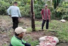 Pencurian Sapi di Banyuasin Modus Potong di Tempat Marak, Warga Sebut Pelaku Sudah Meresahkan
