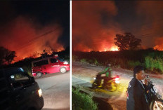 Lahan Kosong di Samping Perumahan Palm Hill Talang Kelapa Terbakar