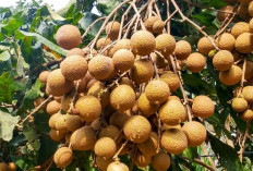 Cara Menanam Mudah, Ini 7 Tanaman Buah yang Bisa Ditanam di Polybag