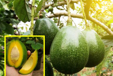 5 Perawatan yang Dibutuhkan Alpukat Miki, Produksi Buah Optimal dan Berkualitas