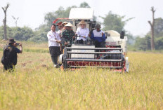 Panen Raya di Upang Jaya, Kabupaten Banyuasin Wujudkan Swasembada Pangan