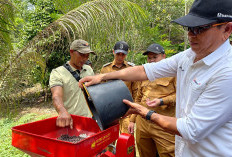 PTBA Dampingi Petani Kopi Sawahlunto Panen dan Ciptakan Nilai Tambah