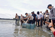 Sumbang Devisa, Tambak Udang OKI Dipasok Listrik Andal