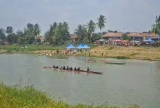 Anak Buaya Ditemukan Mati di Aliran Sungai Komering Kayuagung bawah Jembatan