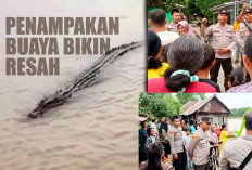 Warga Mulai Takut Mandi dan Mencuci Usai 2 Ekor Buaya Muncul di Sungai Ogan Rantau Panjang