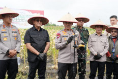 Kapolda Sumsel Irjen Pol Andi Rian R Djajadi Salurkan Bansos Saat Panen Raya Jagung  di Ogan Ilir