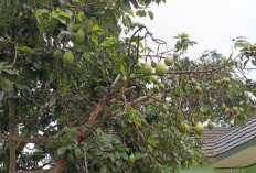 Cara agar Pohon Alpukat Berbuah Lebat, Cukup Taburkan Bumbu Dapur Ini