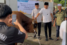 Bupati Ogan Ilir Serahkan Sapi Kurban Presiden Prabowo, Jenis Limousin dengan Berat 950 Kg 