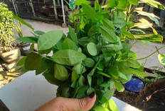 5 Manfaat Daun Katuk untuk Kesehatan Pria, Bukan Cuma Baik Buat Ibu Menyusui!