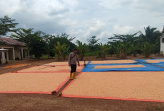 Putus Mata Rantai Tengkulak Polsek Teluk Gelam Terima Jagung Petani