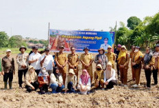 Penanaman Jagung Pipil Desa Tebing Gerinting Selatan Ogan Ilir, Dukung Program Ketahanan Pangan