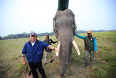 Gubernur Sumsel Tinjau Penanganan Karhutla di Habitat Gajah Padang Sugihan Banyuasin