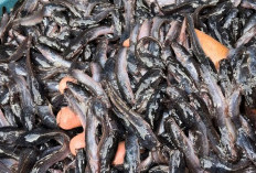 6 Jenis Ikan Lele untuk Budidaya, Jangan Salah Pilih agar Hasil Panen Optimal 