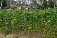 Manfaatkan Lahan Kosong Berkebun Kacang Panjang di Desa Bumi Harjo OKI Hasilkan 30 Kg Sekali Panen